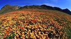 Northern Cape