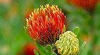Western Cape