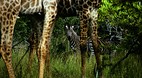Timbavati Game Reser..