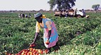 Limpopo