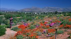 Western Cape