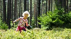 Småland