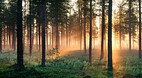 Swedish Lapland