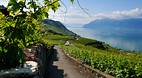 Lavaux
