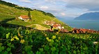 Lavaux