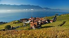 Lavaux