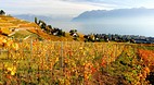 Lavaux
