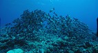 Fakarava