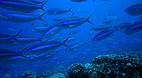 Fakarava