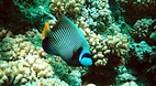 Fakarava