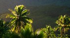 Moorea