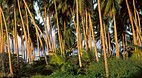 Tahaa