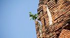 Ayutthaya