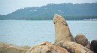 Ko Samui