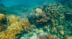 Koh Surin