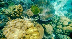Koh Surin