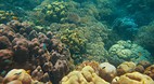 Koh Surin