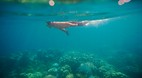Koh Surin