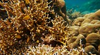 Koh Surin