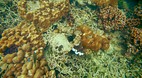 Krabi