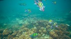 Phi Phi Island
