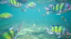 Phi Phi Island