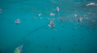 Phi Phi Island