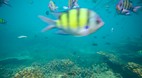 Phi Phi Island