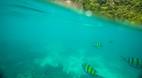 Phi Phi Island