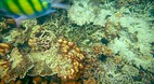 Phi Phi Island
