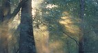 Altamaha River
