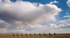 Amarillo