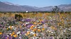 Anza-Borrego Desert