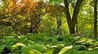 Central Park