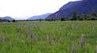 Northern Idaho