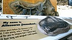 Dinosaur