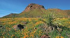 El Paso
