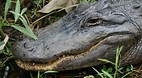 Everglades