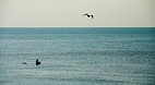 Galveston