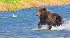 Alaska