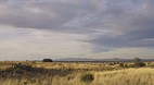 Marfa