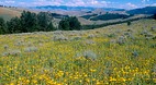 Montana