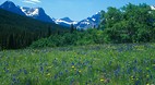 Montana