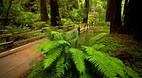 Muir Woods National ..