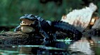 Okefenokee Swamp