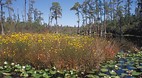 Okefenokee Swamp