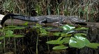 Okefenokee Swamp