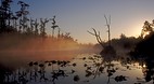 Okefenokee Swamp
