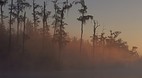 Okefenokee Swamp