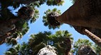 Palm Springs